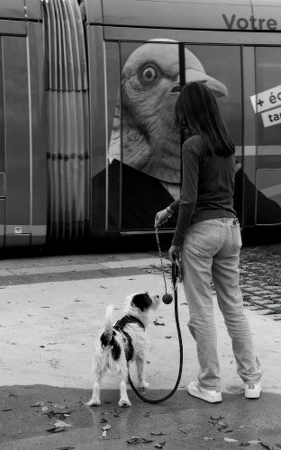 Angers jeune femme et son chien patiente au passage du tram